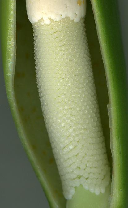 Philodendron burle-marxii