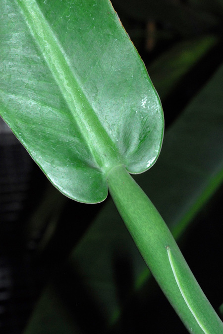 Philodendron burle-marxii