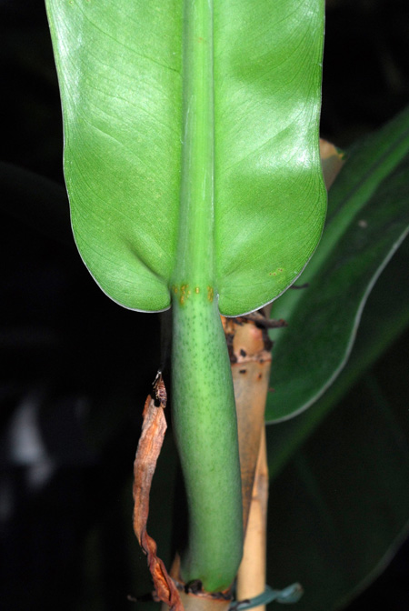 Philodendron burle-marxii