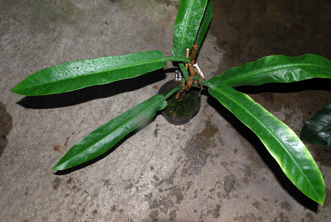 Philodendron burle-marxii