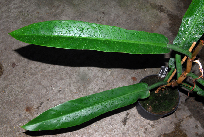 Philodendron burle-marxii