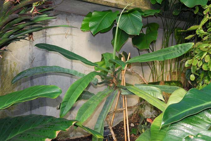Philodendron burle-marxii