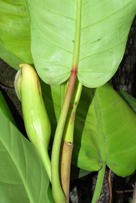 Philodendron caliense
