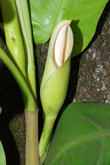 Philodendron caliense