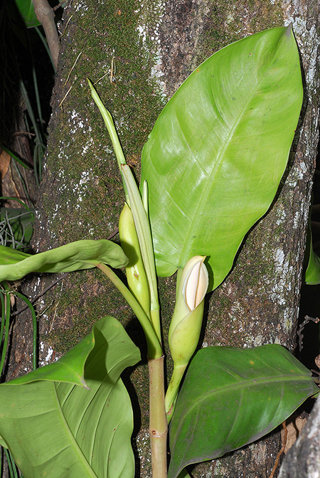 Philodendron caliense