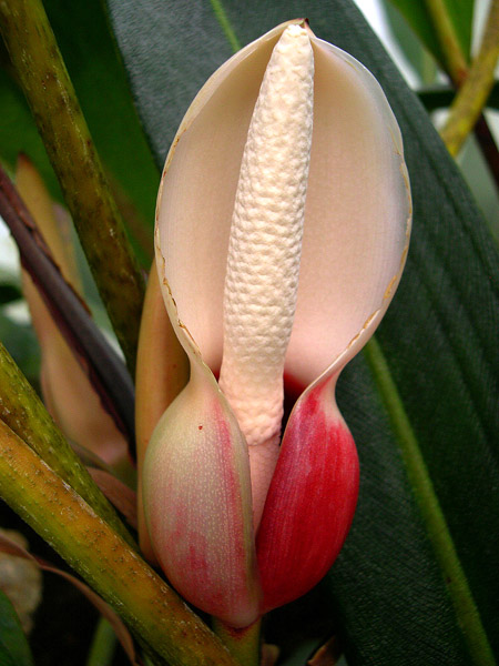 Philodendron callosum