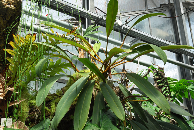 Philodendron callosum