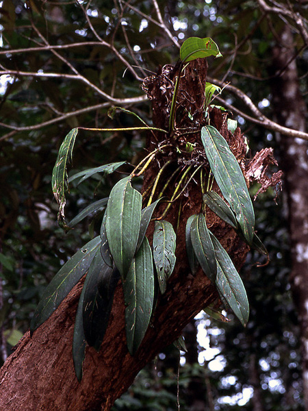 Philodendron callosum