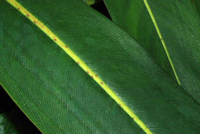 Philodendron callosum