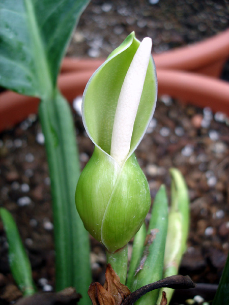 Philodendron campii