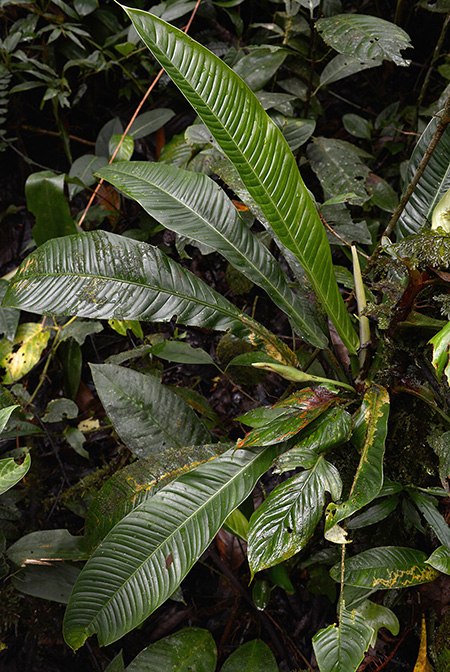 Philodendron campii