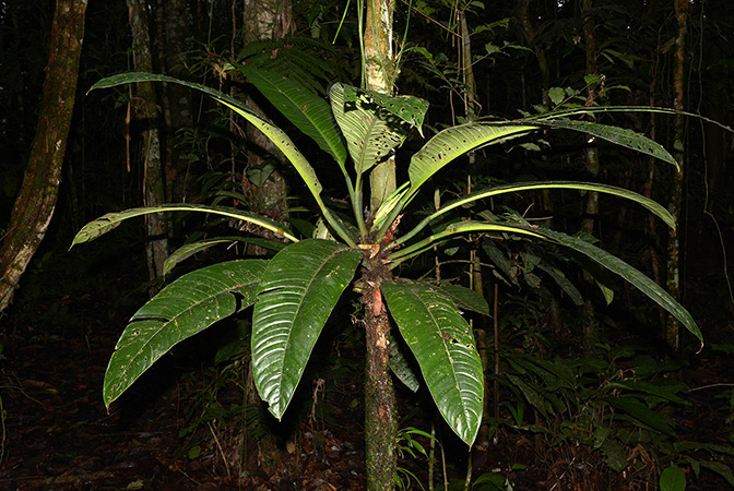 Philodendron campii