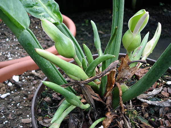 Philodendron campii