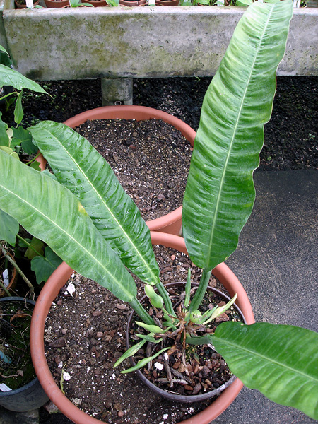 Philodendron campii