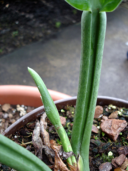 Philodendron campii