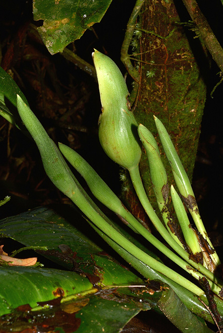 Philodendron campii
