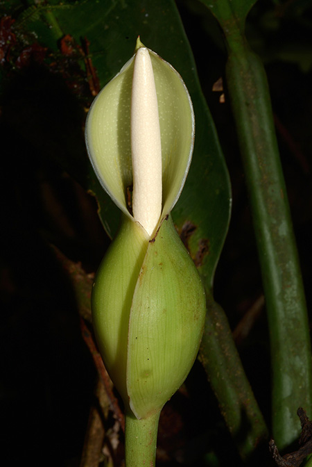Philodendron campii