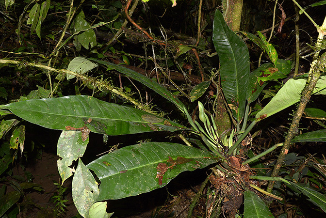 Philodendron campii