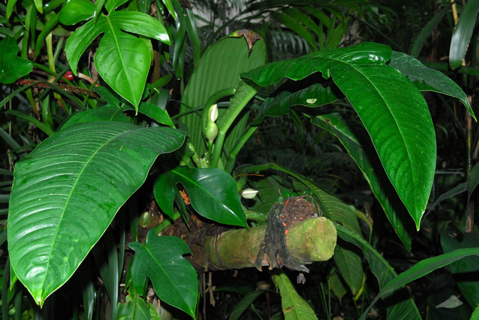 Philodendron campii