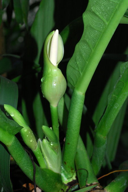 Philodendron campii