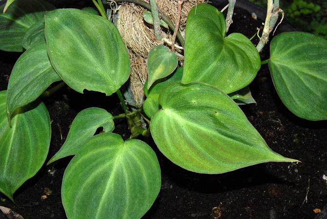 Philodendron camposportoanum