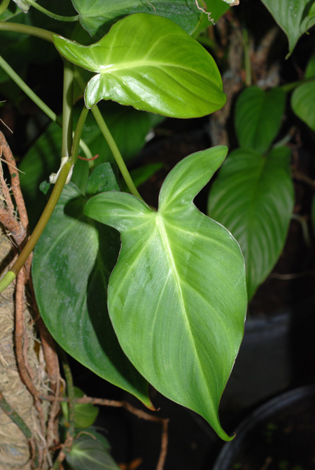 Philodendron camposportoanum