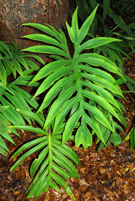Philodendron cardosoi