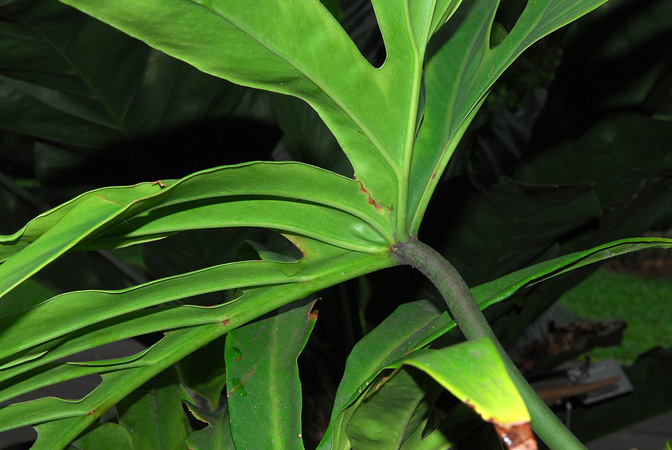 Philodendron cardosoi