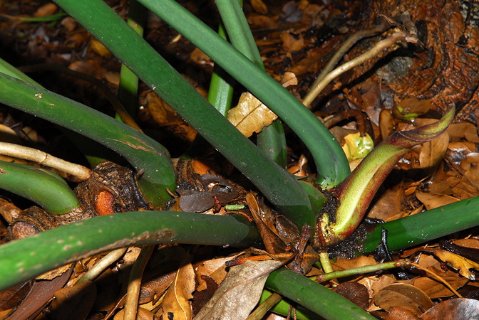 Philodendron cardosoi