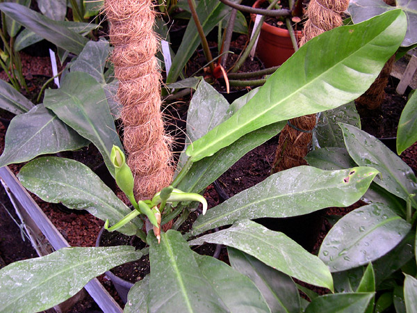 Philodendron carinatum