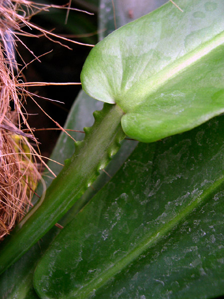 Philodendron carinatum