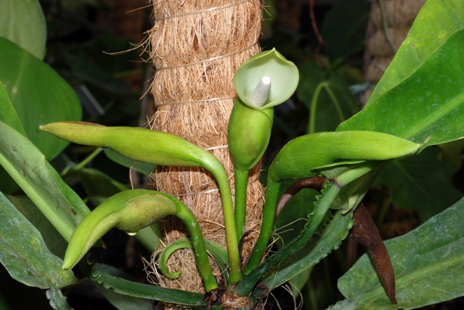 Philodendron carinatum
