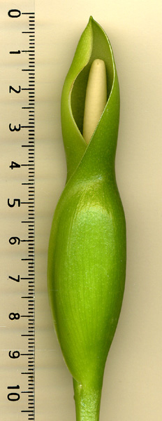 Philodendron carinatum