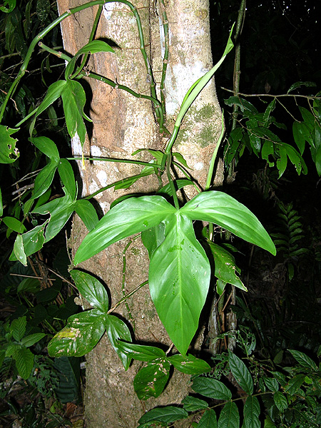 Philodendron cataniapoense
