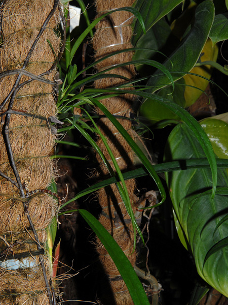 Philodendron chinchamayense