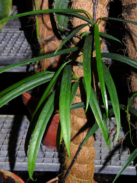 Philodendron chinchamayense