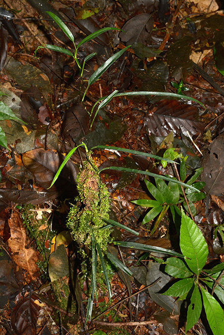 Philodendron chinchamayense