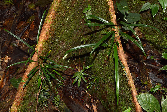 Philodendron chinchamayense