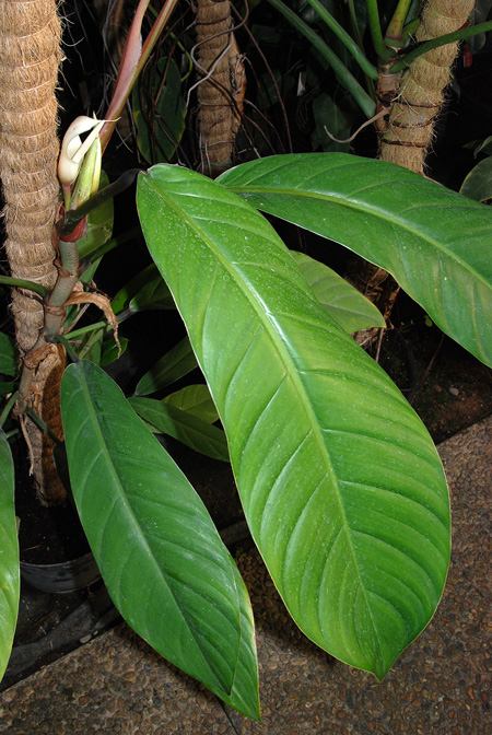 Philodendron clarkei