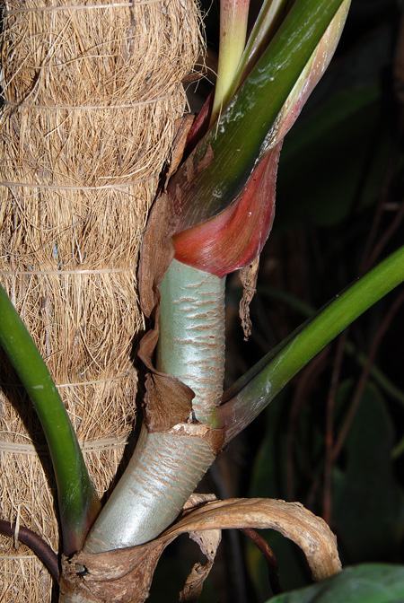Philodendron clarkei
