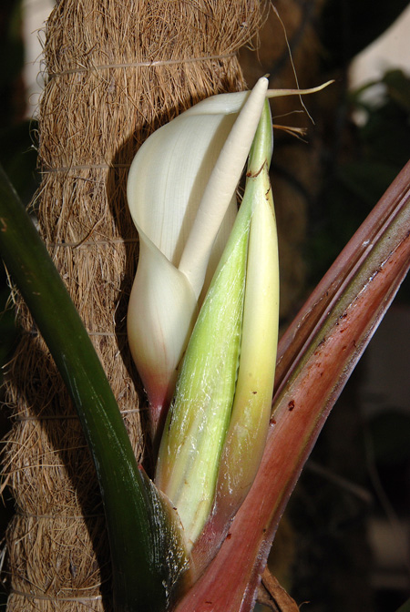 Philodendron clarkei