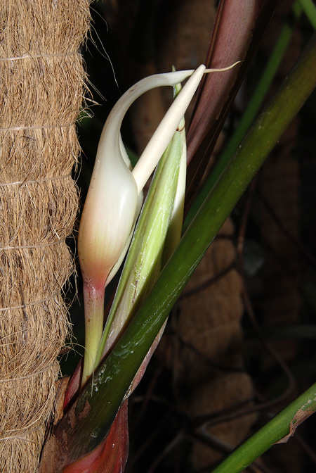 Philodendron clarkei