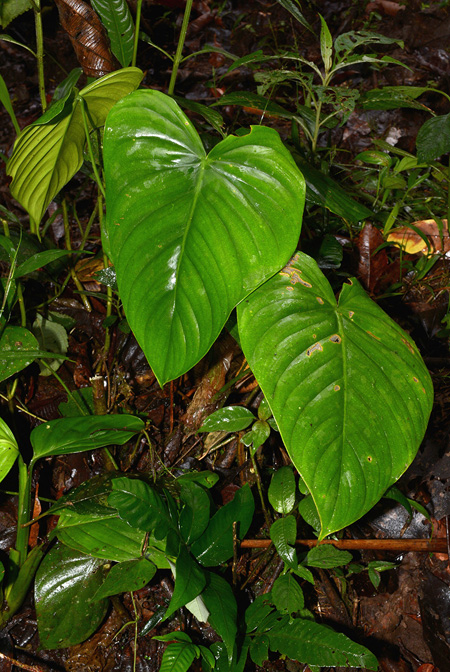 Philodendron colombianum