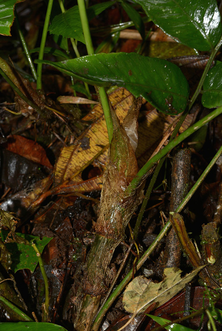 Philodendron colombianum