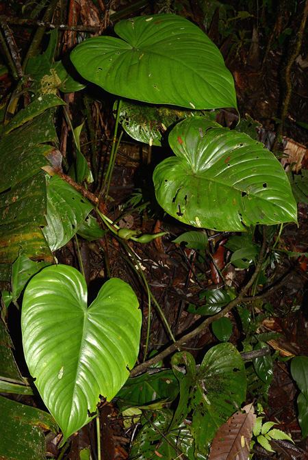 Philodendron colombianum