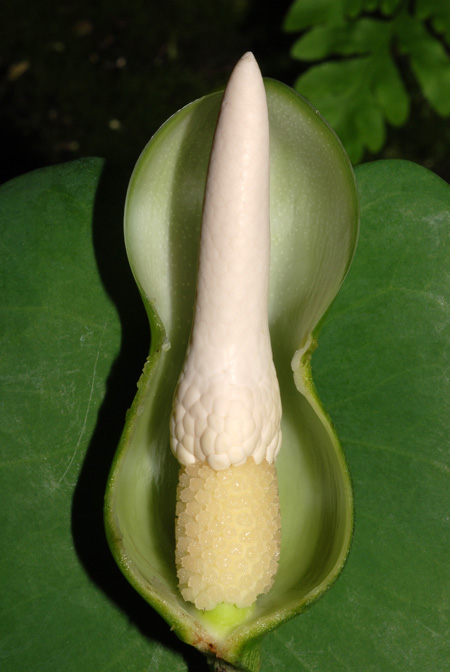 Philodendron colombianum
