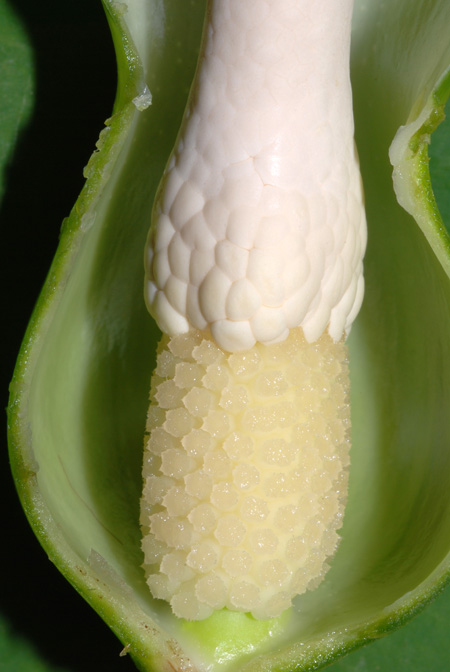 Philodendron colombianum