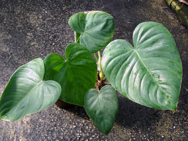 Philodendron colombianum