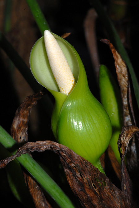 Philodendron colombianum