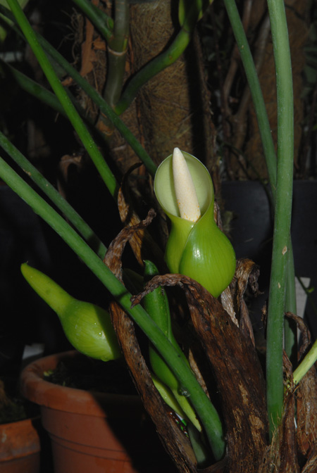 Philodendron colombianum